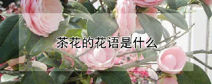 茶花的花语是什么