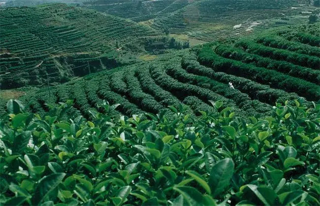 茶叶栽培的小心事项