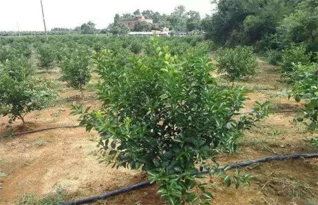 柑橘树夏天修剪技术