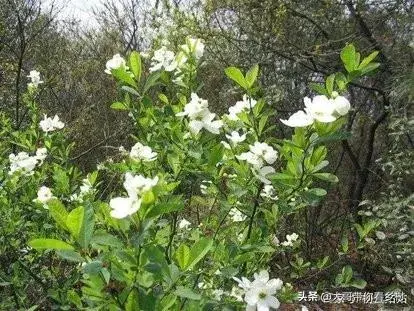 如何让土壤变成适宜栀子花生长的酸性土？