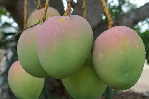 芒果籽怎么种结果