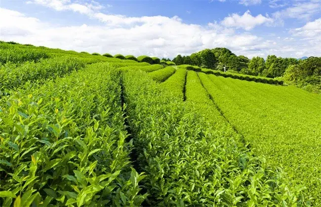 茶叶栽培的小心事项