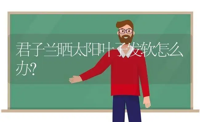 君子兰晒太阳叶子发软怎么办？ | 绿植常识