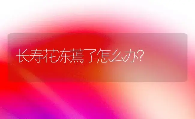 长寿花冻蔫了怎么办？ | 多肉养殖