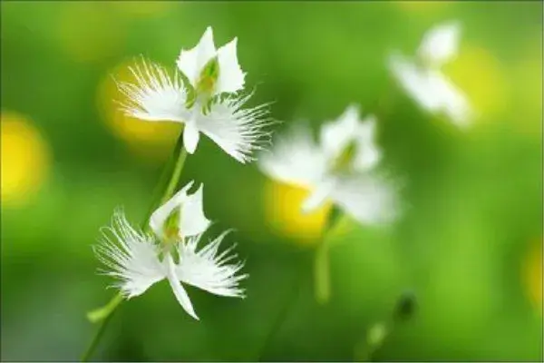 鹭草的花语和传说有哪些？