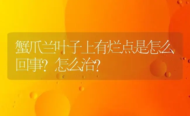 蟹爪兰叶子上有烂点是怎么回事?怎么治？ | 多肉养殖