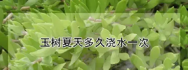 玉树夏天多久浇水一次