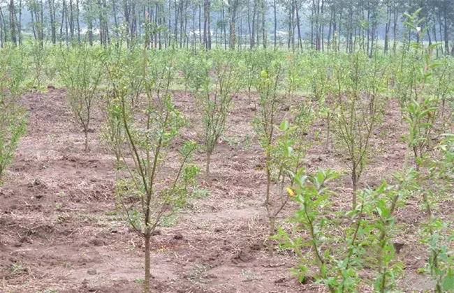 石榴移植时间和对策