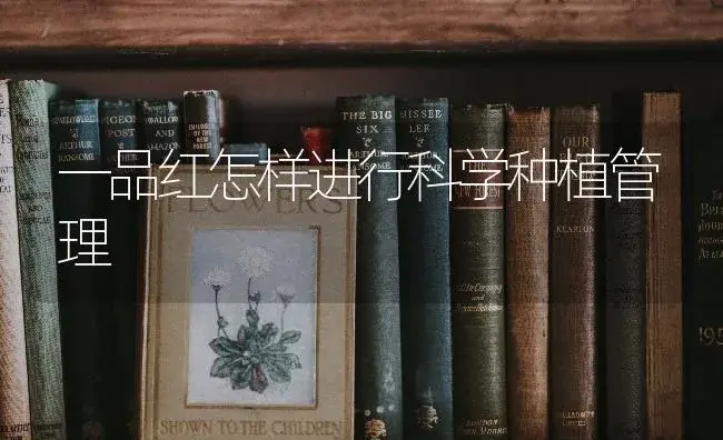 一品红怎样进行科学种植管理 | 特种种植