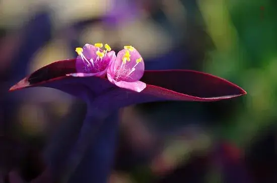 紫鸭跖草什么时候开花，紫鸭跖草花期花色/6月开花花语美