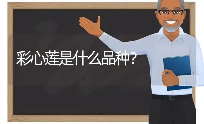 彩心莲是什么品种？ | 多肉养殖