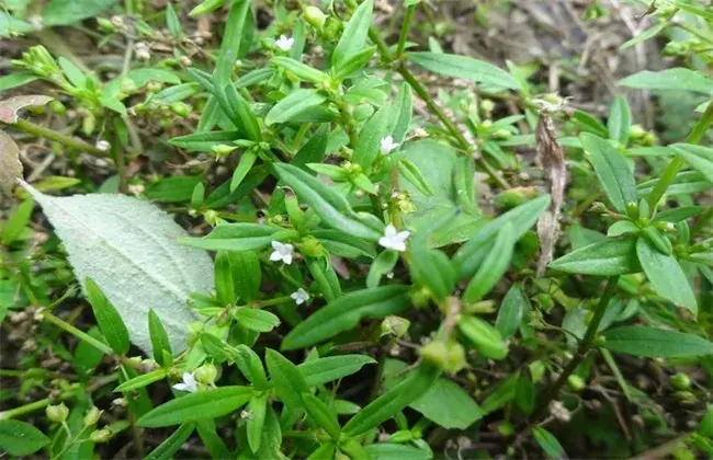 白花蛇舌草栽培需要堤防些什么