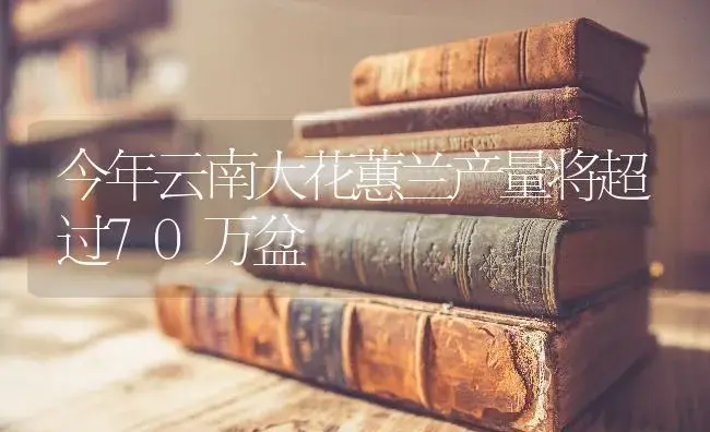 今年云南大花蕙兰产量将超过70万盆 | 特种种植