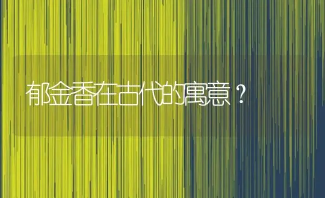 郁金香在古代的寓意？ | 绿植常识