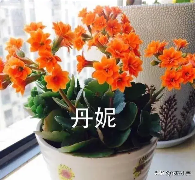 比较适合长寿花的花盆有什么样的？