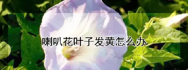 喇叭花叶子发黄怎么办