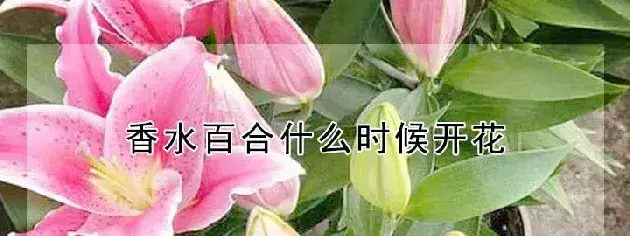 香水百合什么时候开花