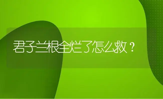 君子兰根全烂了怎么救？ | 绿植常识