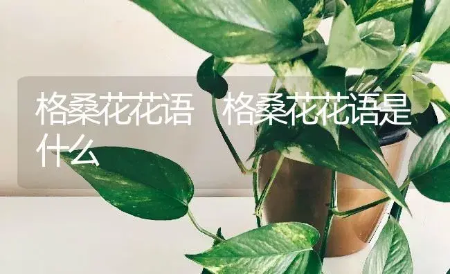 格桑花花语 格桑花花语是什么 | 绿植寓意