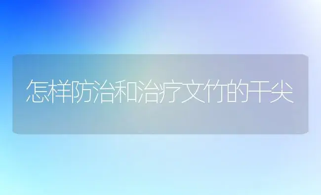 怎样防治和治疗文竹的干尖 | 家庭养花