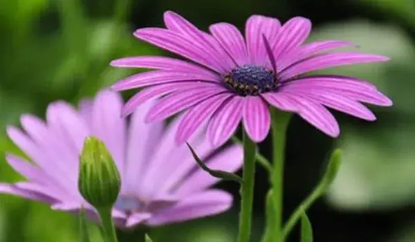 蓝目菊花语