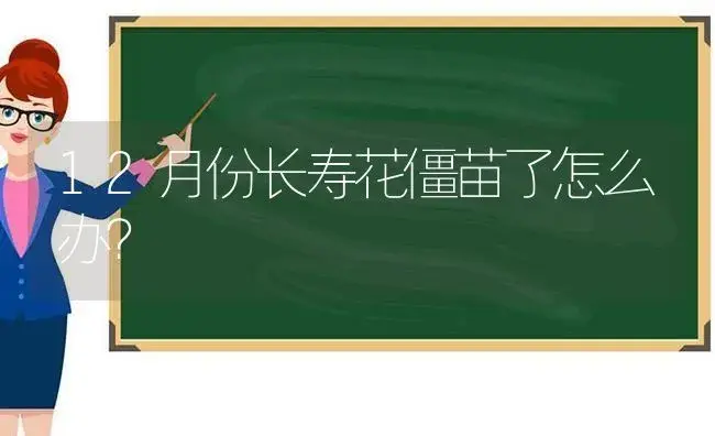 12月份长寿花僵苗了怎么办？ | 多肉养殖