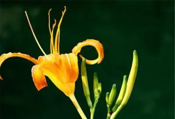 忘忧草就是什么黄花菜吗 忘忧草的花期和花语