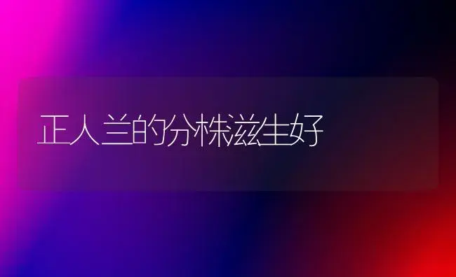 正人兰的分株滋生好 | 家庭养花
