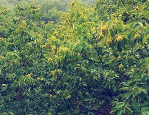 板栗是什么季节出来的？几月份上市？