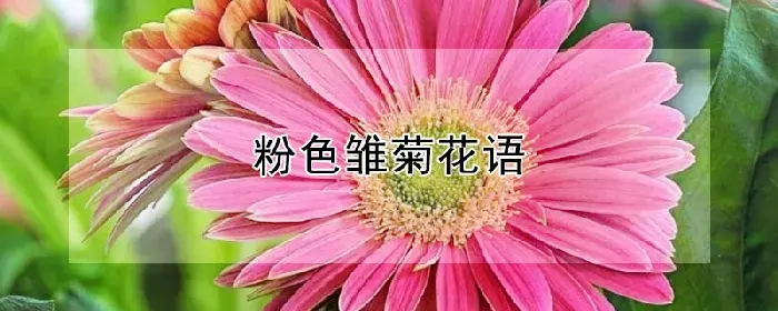 粉色雏菊花语