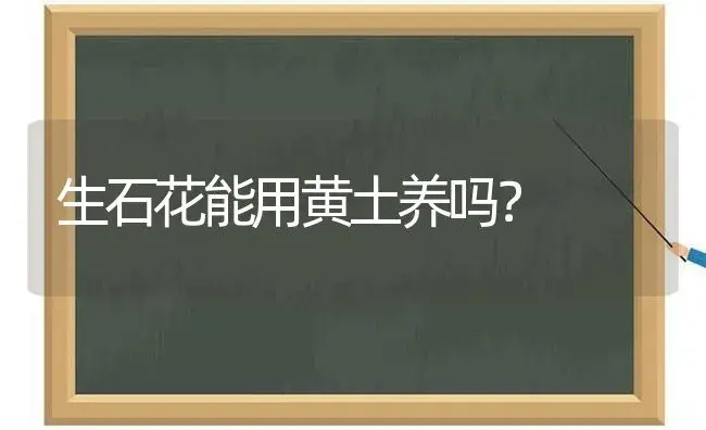 生石花能用黄土养吗？ | 多肉养殖