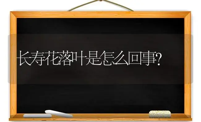 长寿花落叶是怎么回事？ | 多肉养殖