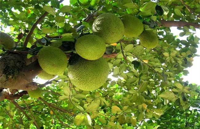 菠萝蜜高产种植技术