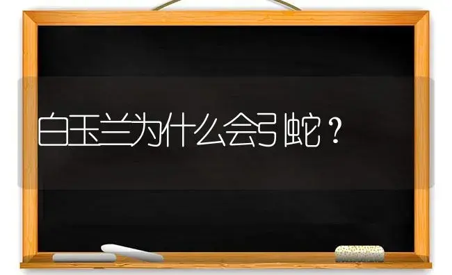 白玉兰为什么会引蛇？ | 绿植常识