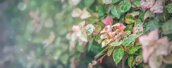 格桑花的花语和象征