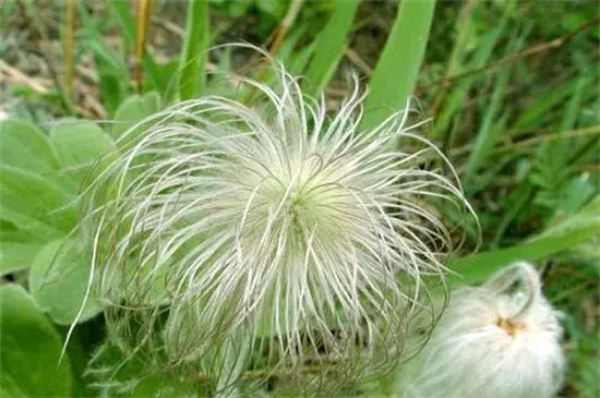 白头翁的花语和传说，才智出众老翁救人