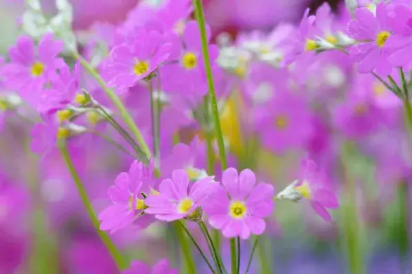 樱花草的花语，除你之外别无他爱