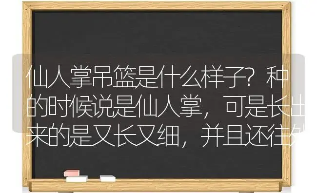 仙人掌吊篮是什么样子?种的时候说是仙人掌,可是长出来的是又长又细,并且还往外吊,这到底是什么植物？ | 多肉养殖