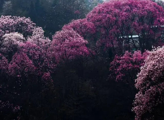 辛夷花一般几月开花，辛夷花的花语是什么，有什么寓意？