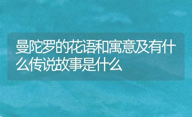 曼陀罗的花语和寓意及有什么传说故事是什么 | 绿植寓意