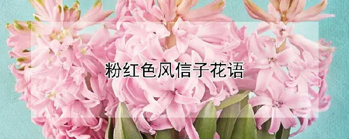 粉红色风信子花语