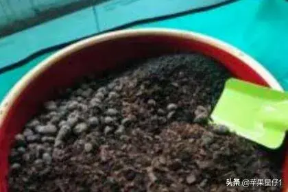 多肉植物玉露怎么养爆盆？