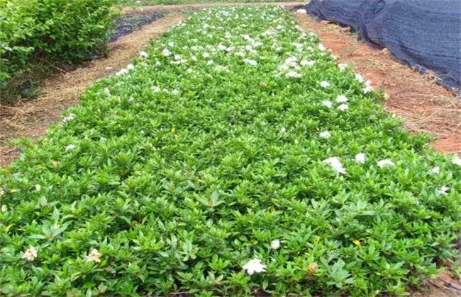 栀子花叶片发黄 因素及防治和治疗