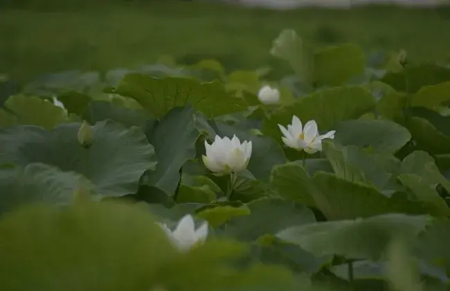 水芙蓉的养殖对策