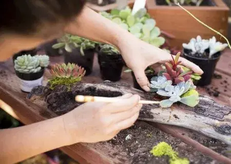 盆栽修剪 | 多肉植物如何修根