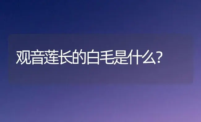 观音莲长的白毛是什么？ | 多肉养殖