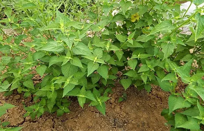 香叶怎样栽培