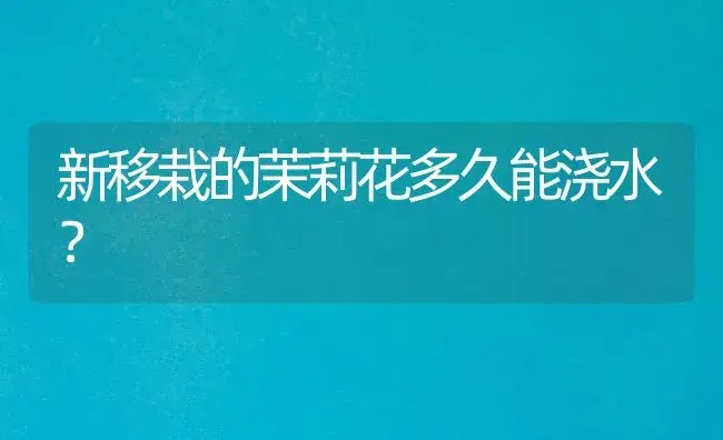 新移栽的茉莉花多久能浇水？ | 绿植常识