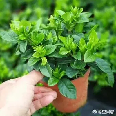 应该如何养殖栀子花？