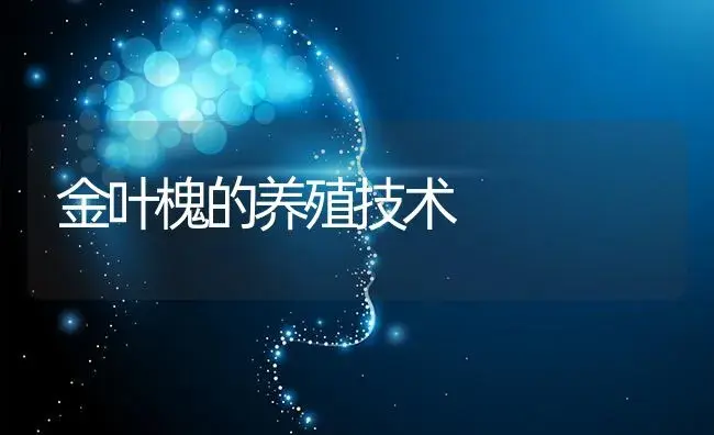 金叶槐的养殖技术 | 特种种植